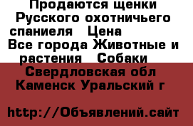 Продаются щенки Русского охотничьего спаниеля › Цена ­ 25 000 - Все города Животные и растения » Собаки   . Свердловская обл.,Каменск-Уральский г.